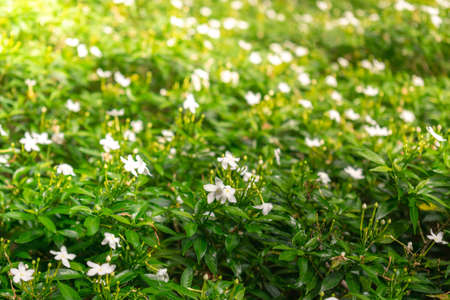 White jasmine flowers with green nature blur background.の写真素材