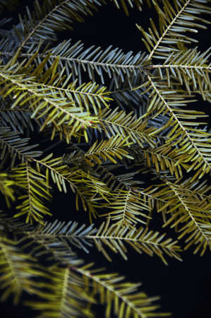 green pine branches on black background