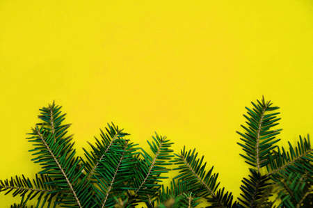 green pine branches on yellow background.の写真素材