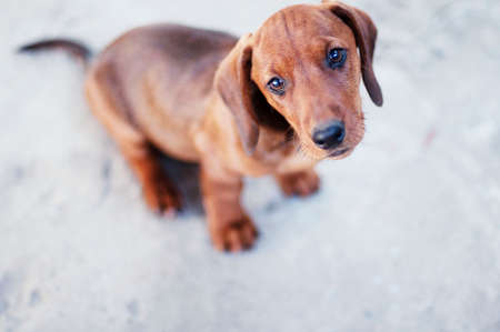 Smooth-haired dachshund puppyの写真素材