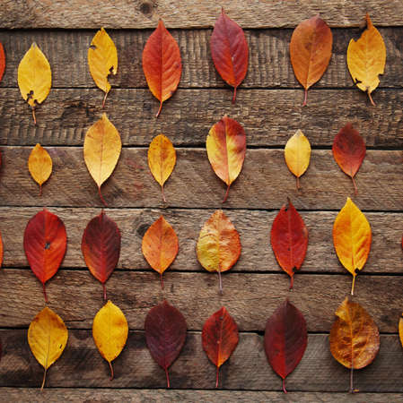 Autumn leaves on wooden background, top view