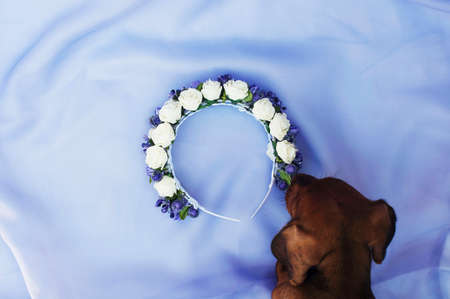 Hoop from flowers, wreath with colored flowers. Handmade flowers wreath on white. Accessory. Artificial flowers. Hair accessories. Beauty. Fashion. Decoration for the head. Wreath hair.の写真素材