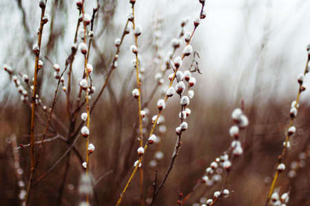 Pussy willow branches with blue background. Beautiful pussy willow flowers branches. Young leaves. Spring. Pussy willow branches with white catkinsの写真素材