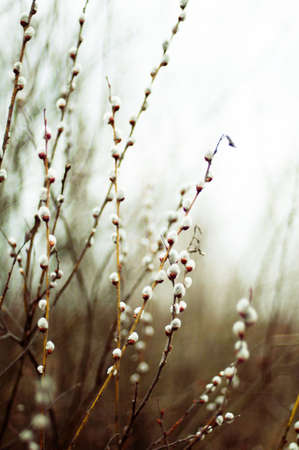 Pussy willow branches with blue background. Beautiful pussy willow flowers branches. Young leaves....