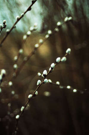 Pussy willow branches with blue background. Beautiful pussy willow flowers branches. Young leaves....