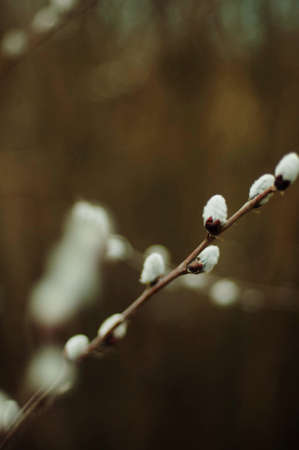 Pussy willow branches with blue background. Beautiful pussy willow flowers branches. Young leaves. Spring. Pussy willow branches with white catkinsの写真素材