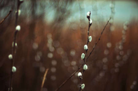 Pussy willow branches with blue background. Beautiful pussy willow flowers branches. Young leaves. Spring. Pussy willow branches with white catkinsの写真素材