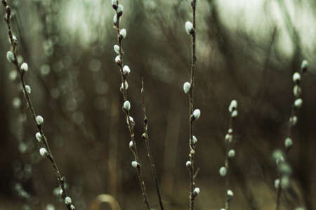 Pussy willow branches with blue background. Beautiful pussy willow flowers branches. Young leaves. Spring. Pussy willow branches with white catkinsの写真素材