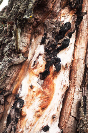 Tree bark texture. Bark of Pine Tree. Tree bark texture wallpaper. Wooden texture. tree bark...