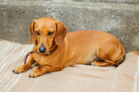 Dachshund dog  in outdoor. Beautiful Dachshund sitting in the  wooden bench. Standard smooth-haired dachshund in the nature. Dachshunds. Cute dachshund  on nature backgroundの写真素材