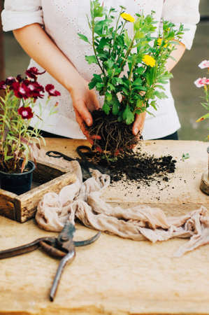 Gardener doing gardening work at a table rustic. Working in the garden, close up of the hands of a...
