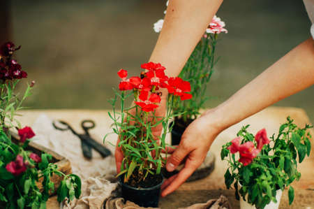 Gardener doing gardening work at a table rustic. Working in the garden, close up of the hands of a woman cares flowers carnations. Womans hands. Garden tools with flowers.の写真素材