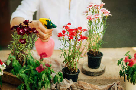 Gardener doing gardening work at a table rustic. Working in the garden, close up of the hands of a woman cares flowers carnations. Womans hands. Garden tools with flowers.の写真素材