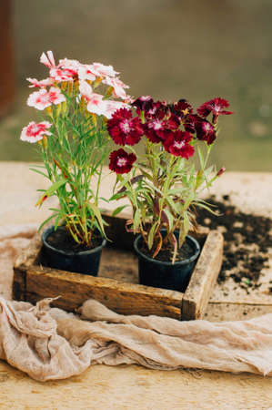 Gardener doing gardening work at a table rustic. Working in the garden, close up of the hands of a woman cares flowerscarnations. Womans hands. Garden tools with flowers.の写真素材