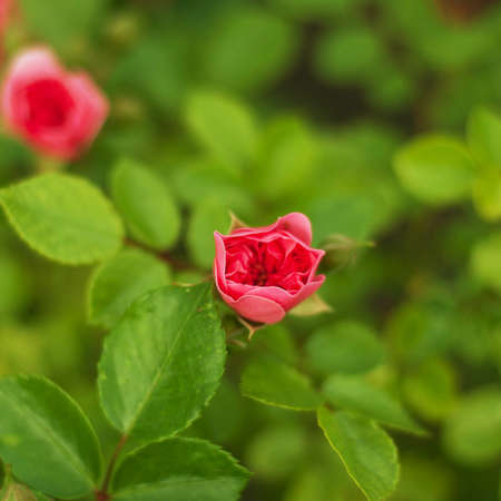 Pink roses in the gardenPink roses in the gardenの写真素材