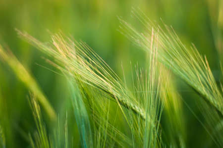 Bright green field fluffy spikelets, Closeup of green grass, Spikelets still green wheat in a field on a sunny day.の写真素材