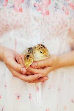 Chick on hand isolated on white background. Baby chicken in hand. Close view of baby chick in girl's hand. Little chick sitting on the human palmの写真素材