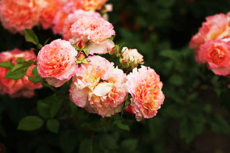 Pink roses in the gardenの写真素材