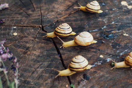 Yellow snails walking around the garden. Snail on the tree in the garden. Snail gliding on the wet wooden texture. snail Catch the stump,snail,beautif ul snail,snail on the wood,single snailの写真素材