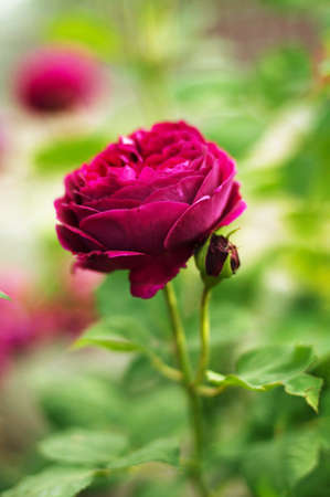 Pink roses in the gardenの写真素材