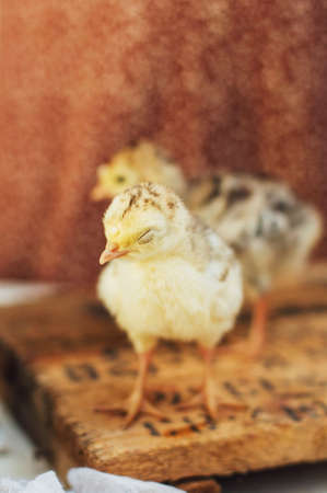 raspberries jam. Female hand making jam, on a rustic white table. Country  styling. Cooking delicious raspberries jam in kitchen. Prepared homemade orange raspberries jam over on kitchen. Rustic styleの写真素材