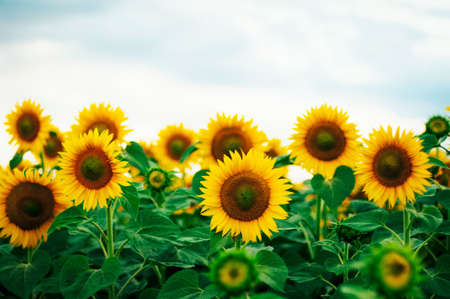 Summer sunflower field. Field of sunflowers with blue sky. A sunflower field at sunset.の写真素材