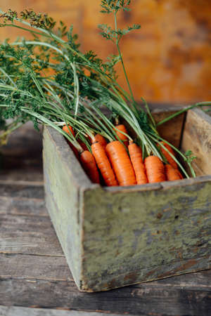 Harvest carrots on  dark wood table background. freshly picked carrots from a garden.の写真素材