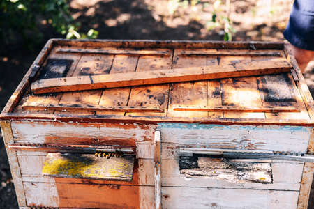 Frames of a bee hive. Beekeeper harvesting honey. The bee smoker is used to calm bees before frame removal. Beekeeper Inspecting Bee Hiveの写真素材