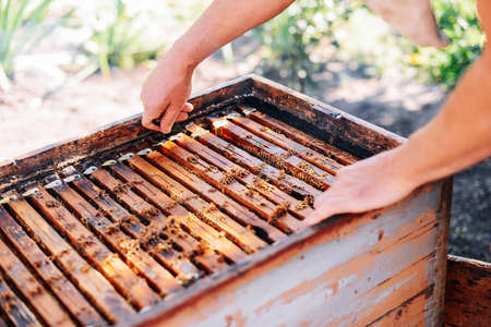 Frames of a bee hive. Beekeeper harvesting honey. The bee smoker is used to calm bees before frame...