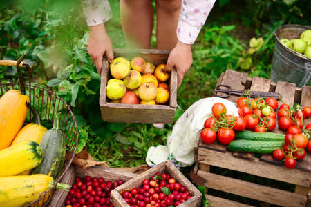 Young Attractive Woman on a Farm. Woman Farmer picking fruit from her organic garden. Agriculture: woman picking ripe apples in garden during fall.の写真素材
