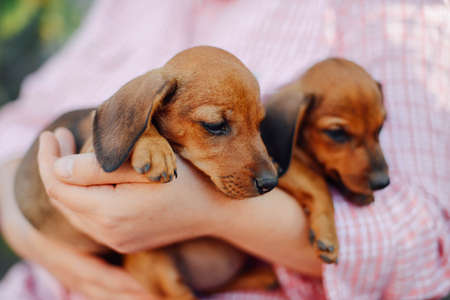 Dachshund puppy. Woman at the park holding his dog. Woman holding a dog in her arms