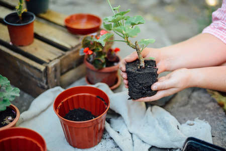 Woman's hands transplanting succulent into new pot. Gardening outdoors on a beton table.の写真素材