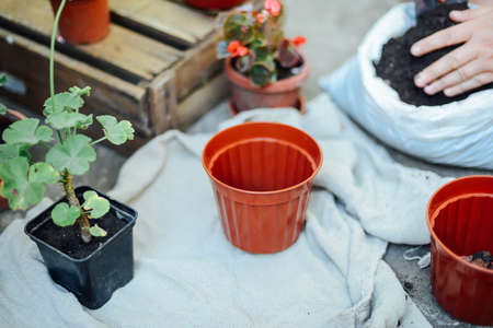 Woman's hands transplanting succulent into new pot. Gardening outdoors on a beton table.の写真素材