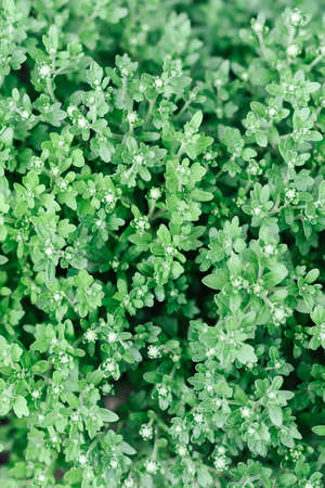 chrysanthemum background.  photographed from above. plant texureの写真素材