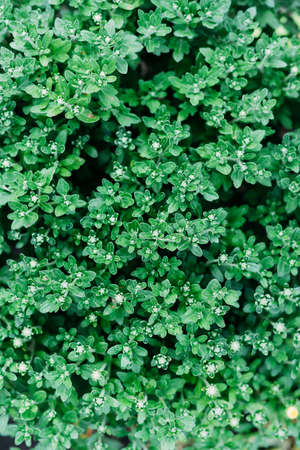 chrysanthemum background.  photographed from above. plant texure