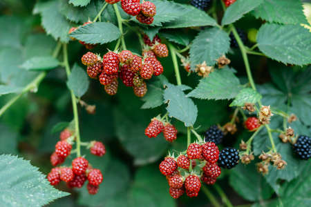 Blackberries on a branch in the garden.  Ripe red, black and purple raspberries are pictured against...