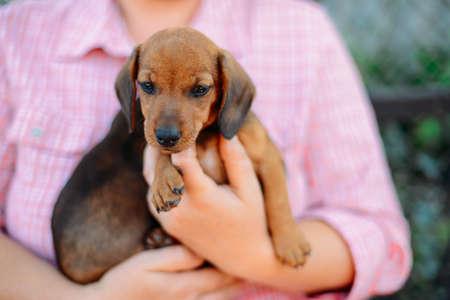 Dachshund puppy. Woman at the park holding his dog. Woman holding a dog in her armsの写真素材