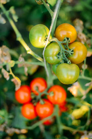 Vegetable garden with plants of red tomatoes. Ripe tomatoes on a vine, growing on a garden. Red tomatoes growing on a branch. Hydroponic tomatoes. Growing tomatoes in a greenhouseの写真素材