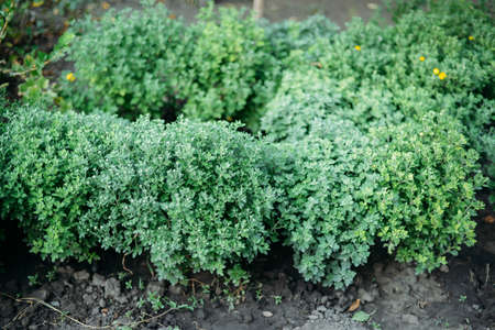 Chrysanthemums on the garden. chrysanthemum background.  Overgrown rural garden with  chrysanthemumの写真素材