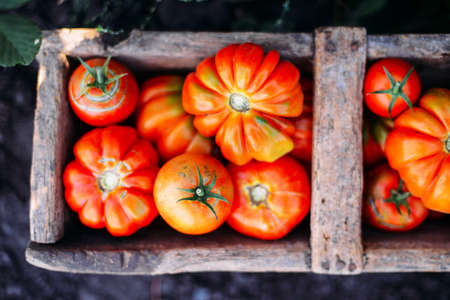 Assorted tomatoes in brown paper bags. Various tomatoes in bowl. Still life of different types of tomatoes. cherry tomatoes being washed in a colandarの写真素材