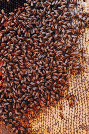 Frames of a bee hive. Beekeeper harvesting honey. The bee smoker is used to calm bees before frame removal. Beekeeper Inspecting Bee Hiveの写真素材