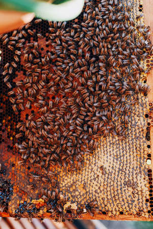 Frames of a bee hive. Beekeeper harvesting honey. The bee smoker is used to calm bees before frame removal. Beekeeper Inspecting Bee Hiveの写真素材