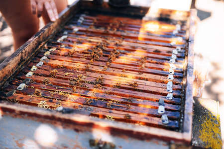 Frames of a bee hive. Beekeeper harvesting honey. The bee smoker is used to calm bees before frame...