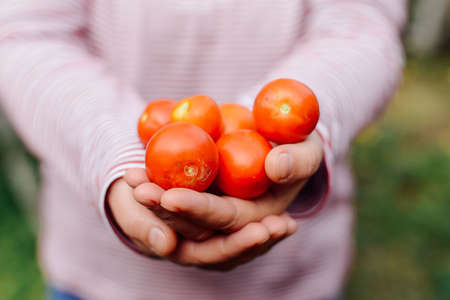 Farmers hands with freshly harvested tomatoes and pepper. Freshly harvested tomatoes in hands. Young girl hand holding organic green natural healthy food produce pepper. Woman holding cherry tomatoesの写真素材
