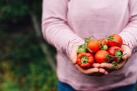 Farmers hands with freshly harvested tomatoes and pepper. Freshly harvested tomatoes in hands. Young girl hand holding organic green natural healthy food produce pepper. Woman holding cherry tomatoesの写真素材