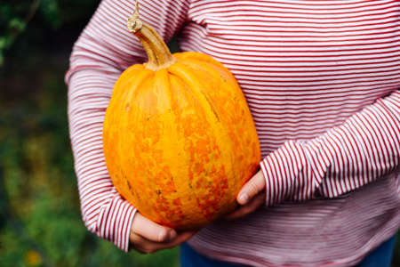 ripe, organic, orange pumpkin in the hands. Sunny fall day. A young woman holds in her hands a big orange pumpkin crop yields collected from his garden.  Fancy woman on Halloween in the forestの写真素材