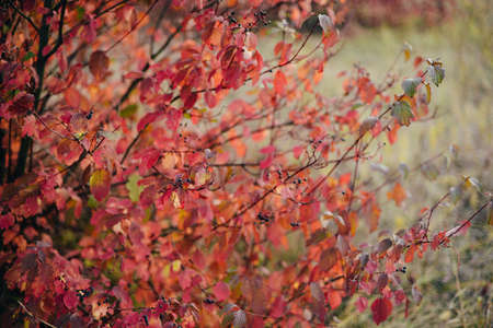 background texture of yellow leaves autumn leaf background. Yellow, orange and red autumn leaves in beautiful fall park. autumn landscape with  leaves from a tree. Autumn maple leaves  backgroundの写真素材