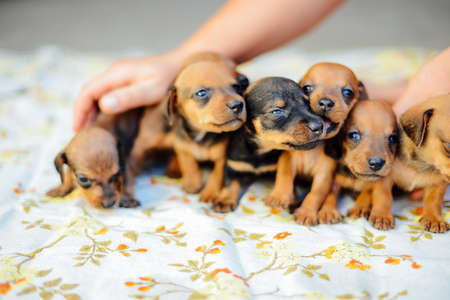 dachshund puppy. dachshund puppy portrait outdoors. many  cute dachshund puppy playing outdoor. Shorthaired Dachshound. A beautiful dachshund puppy dog with sad eyes dog portraitの写真素材