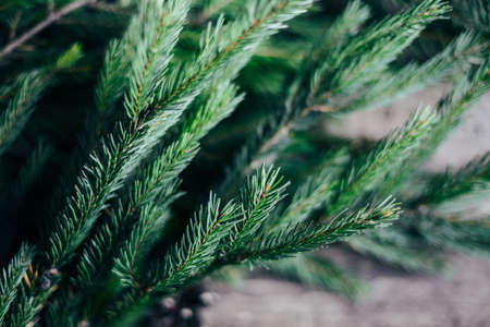 Extensive series of holiday shots with a variety of props and backgrounds. Lots of copyspace for ads. Christmas presents on wooden table. A couple of gifts wrapped in Christmas themed wrapping paper.の写真素材