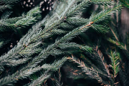 Extensive series of holiday shots with a variety of props and backgrounds. Lots of copyspace for ads. Christmas presents on wooden table. A couple of gifts wrapped in Christmas themed wrapping paper.の写真素材